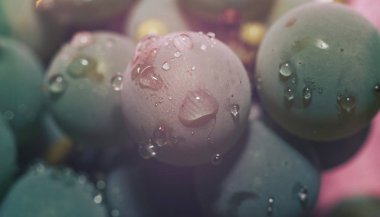 Yakın güzel taze yeşil asma üzüm demet arka plan ve pembe ışık kadar. Makro görünümü. 