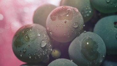 Yakın güzel taze yeşil asma üzüm demet arka plan ve pembe ışık kadar. Makro görünümü. 