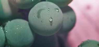 Yakın güzel taze yeşil asma üzüm demet arka plan ve pembe ışık kadar. Makro görünümü. 