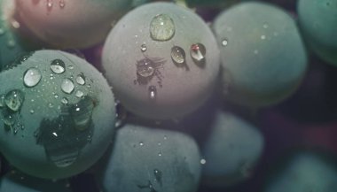 Yakın güzel taze yeşil asma üzüm demet arka plan ve pembe ışık kadar. Makro görünümü. 