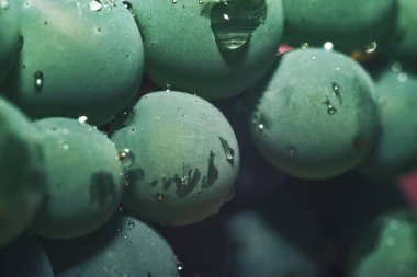 Yakın güzel taze yeşil asma üzüm demet arka plan ve pembe ışık kadar. Makro görünümü. 