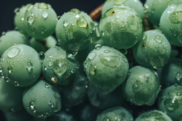Güzel yeşil üzüm bağlarını siyah bir arka planda kapatın. Makro görünüm. 