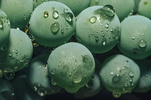 Yakın güzel taze yeşil asma üzüm demet arka plan kadar. Makro görünümü. 