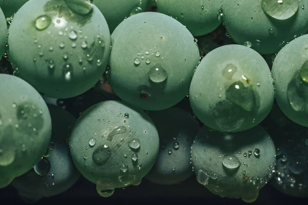 Yakın güzel taze yeşil asma üzüm demet arka plan kadar. Makro görünümü. 