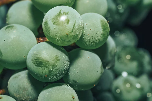 Zbliżenie Piękny Świeży Zieleń Winogrona Wiązka Tło Widok Makro — Zdjęcie stockowe