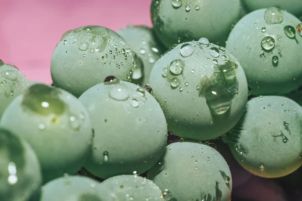 Крупним Планом Красивий Свіжий Зелений Лоза Винограду Букет Фону Рожеве — стокове фото
