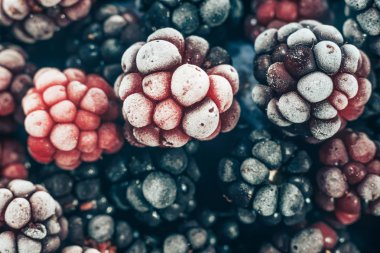 Taze dondurulmuş böğürtlen arka planı kapatın. Makro görünümü.