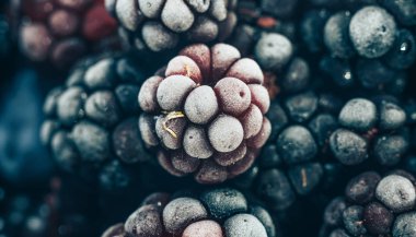 Taze dondurulmuş böğürtlen arka planı kapatın. Makro görünümü.