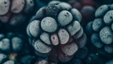 Taze dondurulmuş böğürtlen arka planı kapatın. Makro görünümü.