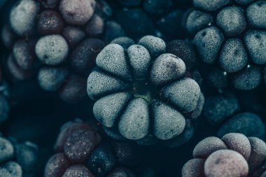 Taze dondurulmuş böğürtlen arka planı kapatın. Makro görünümü.