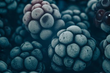 Taze dondurulmuş böğürtlen arka planı kapatın. Makro görünümü.