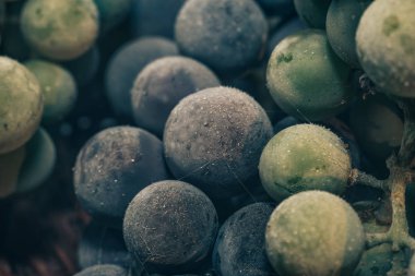 Yakın taze dondurulmuş yeşil ve mavi üzüm taneleri arka plan kadar. Makro görünümü.