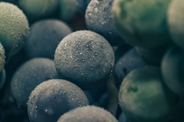 Yakın taze dondurulmuş yeşil ve mavi üzüm taneleri arka plan kadar. Makro görünümü.