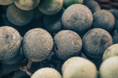 Yakın taze dondurulmuş yeşil ve mavi üzüm taneleri arka plan kadar. Makro görünümü.