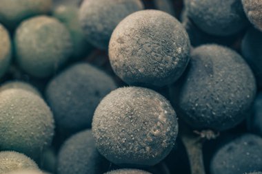 Yakın taze dondurulmuş yeşil ve mavi üzüm taneleri arka plan kadar. Makro görünümü.