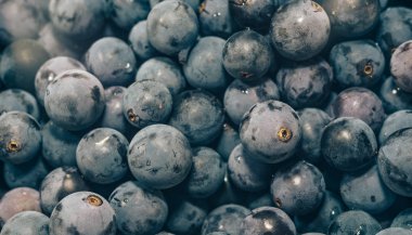 Yakın taze mavi üzüm taneleri arka plan. Makro görünümü.