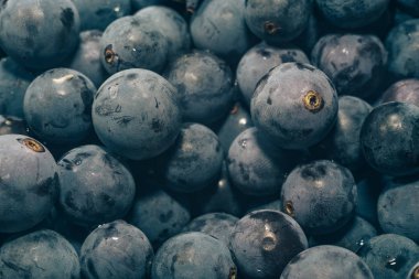 Yakın taze mavi üzüm taneleri arka plan. Makro görünümü.