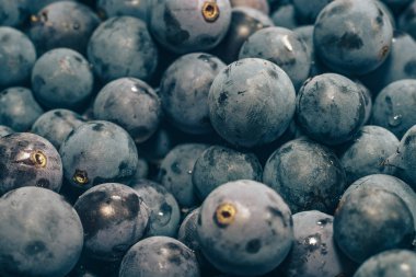 Yakın taze mavi üzüm taneleri arka plan. Makro görünümü.