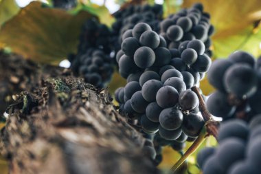 Büyüyen bir asma arka plan üzerinde mavi üzüm Demet.