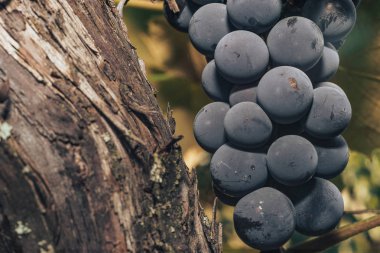 Büyüyen bir üzüm arka plan üzerinde mavi üzüm demet yakın.