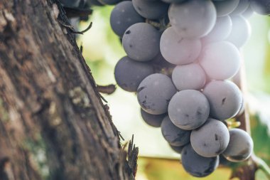 Büyüyen bir üzüm arka plan üzerinde mavi üzüm demet yakın.