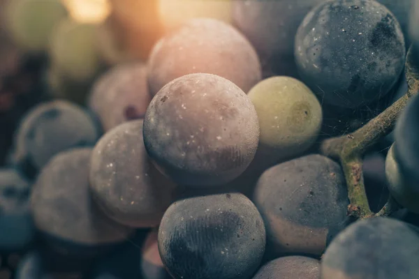新鮮な冷凍青ブドウの穀物の背景をクローズアップ マクロ ビュー — ストック写真
