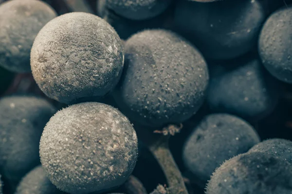 新鮮な冷凍青ブドウの穀物の背景をクローズアップ マクロ ビュー — ストック写真