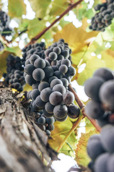 Bos Van Blauwe Druiven Een Groeiende Grapevine Achtergrond — Stockfoto