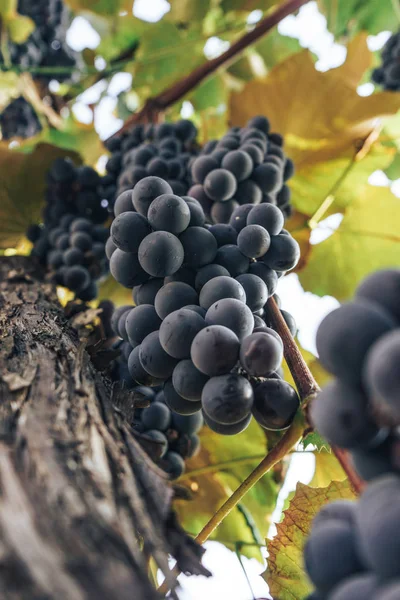 Bos Van Blauwe Druiven Een Groeiende Grapevine Achtergrond — Stockfoto