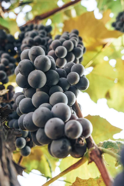 Bouquet Raisins Bleus Sur Fond Vigne Pleine Croissance — Photo