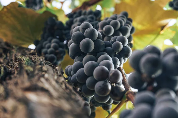 Bouquet Raisins Bleus Sur Fond Vigne Pleine Croissance — Photo