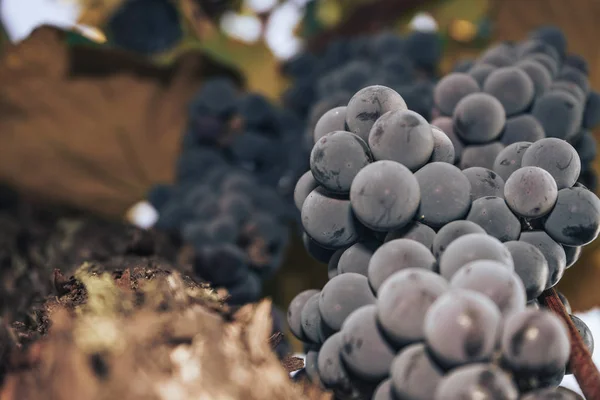 Bando Uvas Azuis Num Fundo Crescente Videira — Fotografia de Stock