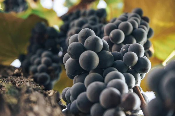 Bos Van Blauwe Druiven Een Groeiende Grapevine Achtergrond — Stockfoto