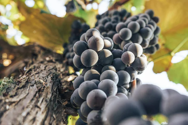 Bouquet Raisins Bleus Sur Fond Vigne Pleine Croissance — Photo