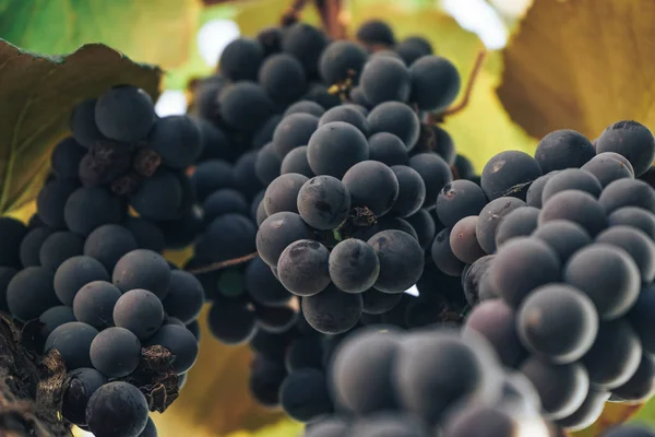 Bouquet Raisins Bleus Sur Fond Vigne Pleine Croissance — Photo