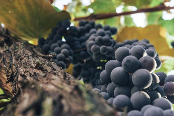 Bukiet Niebieskich Winogron Rosnącym Tle Grapevine — Zdjęcie stockowe