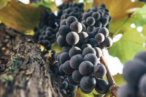 Bando Uvas Azuis Num Fundo Crescente Videira — Fotografia de Stock