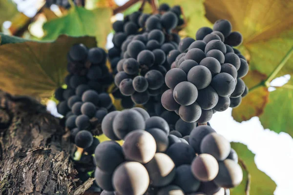 Bando Uvas Azuis Num Fundo Crescente Videira — Fotografia de Stock