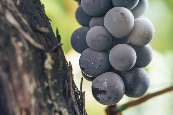 Zbliżenie Się Grona Niebieskich Winogron Rosnącym Tle Grapevine — Zdjęcie stockowe