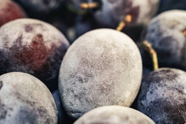 Taze dondurulmuş mavi erik arka plan kapatın. Makro görünümü.