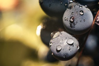 Yakın güzel taze mavi üzüm taneleri arka plan kadar. Makro görünümü.