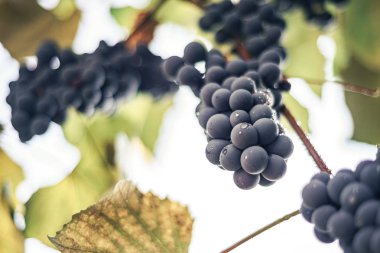 Büyüyen bir asma arka plan üzerinde mavi üzüm Güzel taze demet.