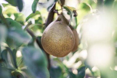 Ağaçta yetişen taze armutlar. Kapat..