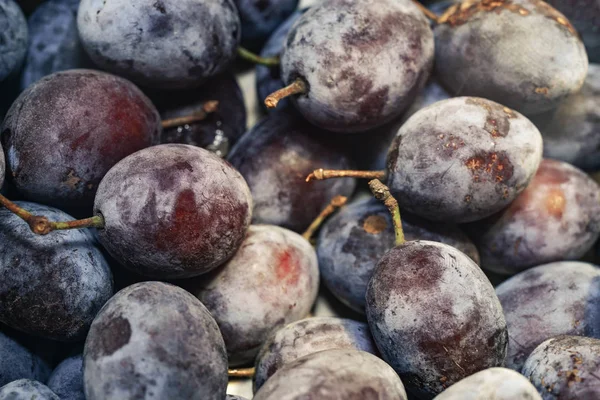 Schöne Frische Gefrorene Blaue Pflaumen Hintergrund Makrosicht — Stockfoto