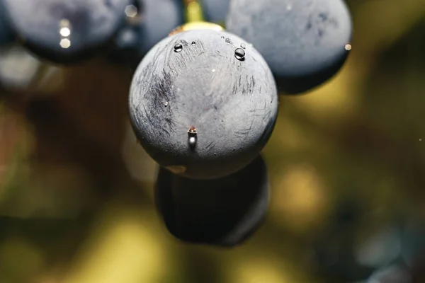 Close Prachtige Verse Blauwe Druiven Korrels Achtergrond Macro Weergave — Stockfoto