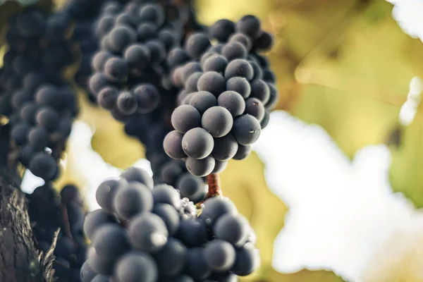 Belle Grappe Fraîche Raisins Bleus Sur Fond Vigne Croissance — Photo