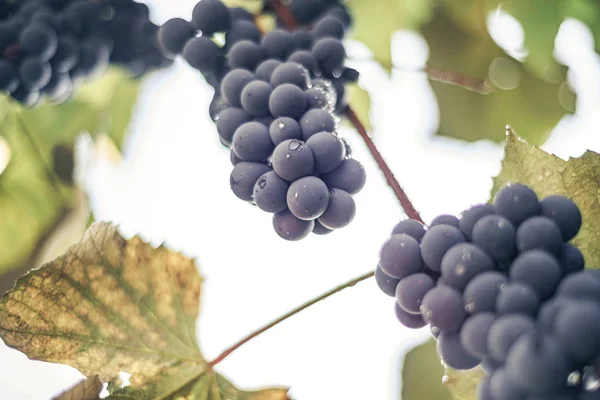 Belle Grappe Fraîche Raisins Bleus Sur Fond Vigne Croissance — Photo