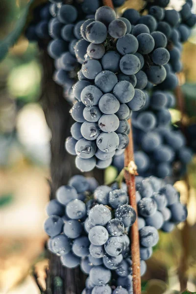 Mooie Frisse Tros Blauwe Druiven Een Groeiende Grapevine Achtergrond — Stockfoto