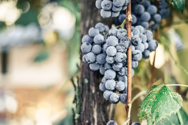 Belle Grappe Fraîche Raisins Bleus Sur Fond Vigne Croissance — Photo