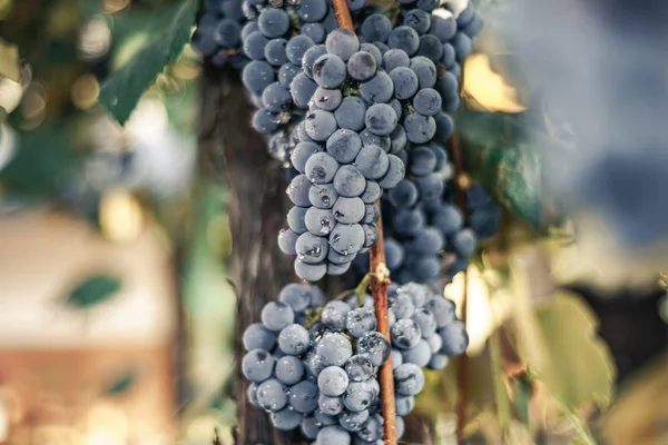 Belle Grappe Fraîche Raisins Bleus Sur Fond Vigne Croissance — Photo